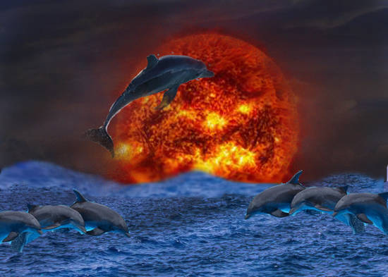 Night Dolphin