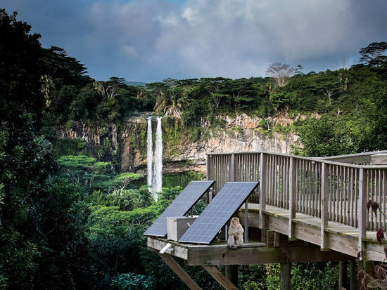 Solar Power Jungle View