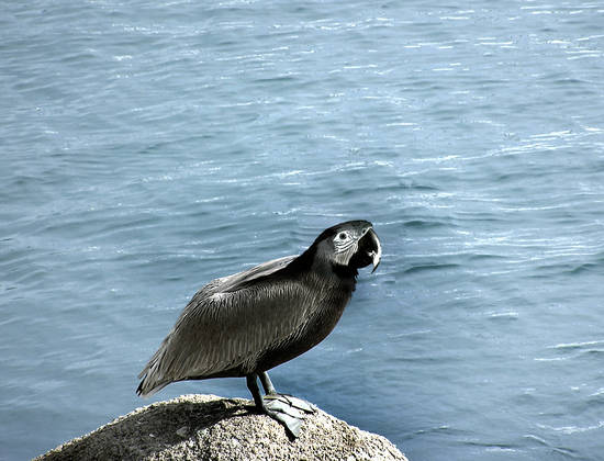 Pelican Parrot