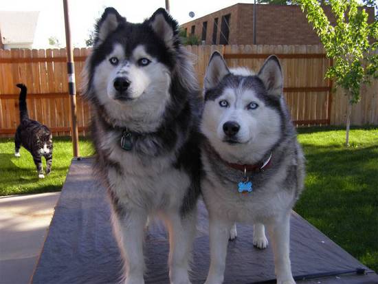 Huskies