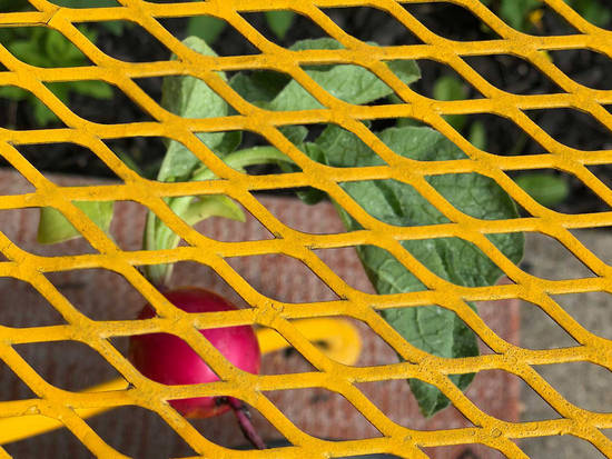 Radish Behind the Mesh