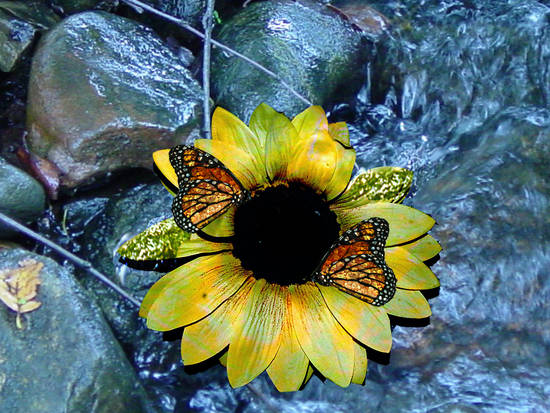 Butterfies at creek