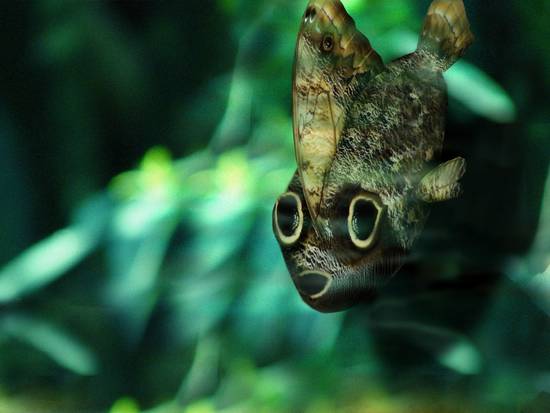 The Deadly Mohawk Fish