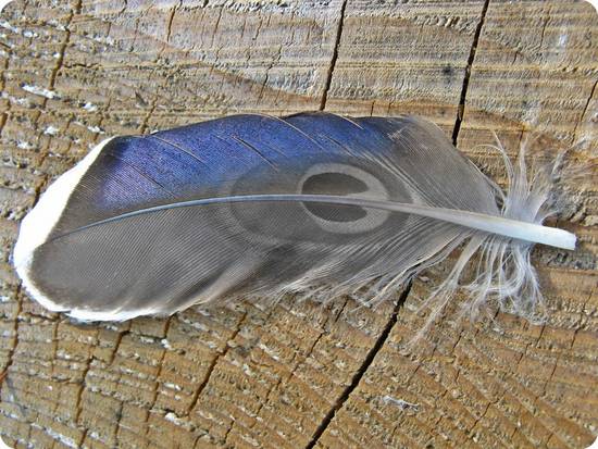 Feather