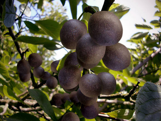 Rock Fruit