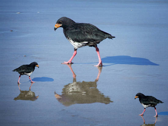 Sea Hawk with young