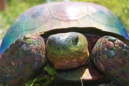 Colorful turtle