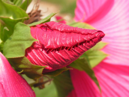 The Rare Flower Croc