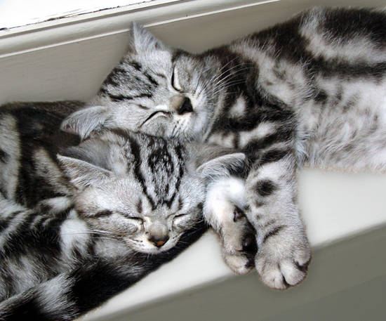 Sleepy Kittens