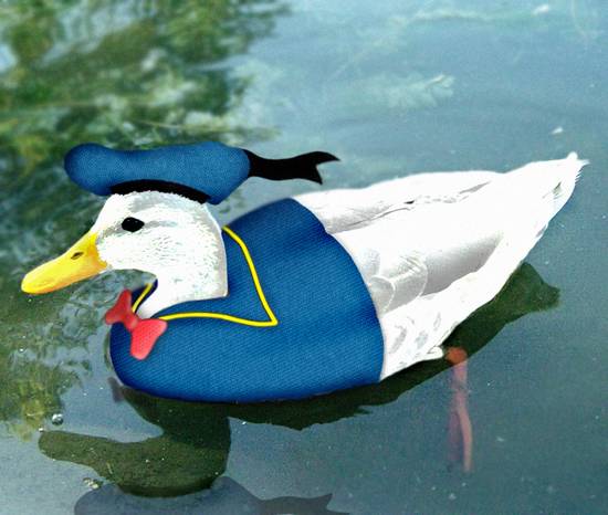 The Real Donald Duck