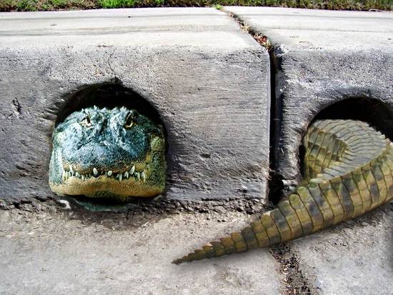 sewer gator