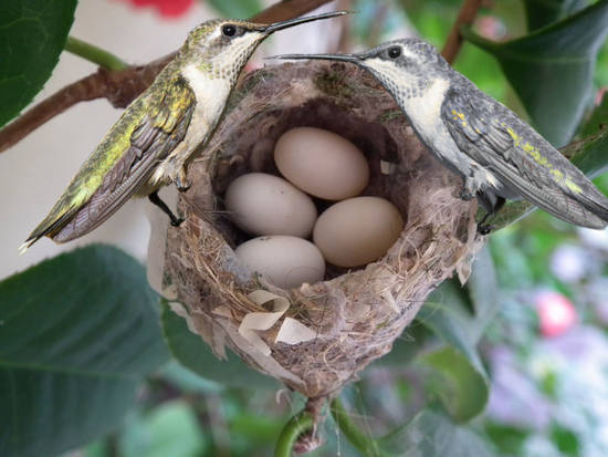 Hummingbird family