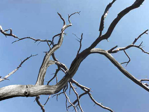 Tree Branch