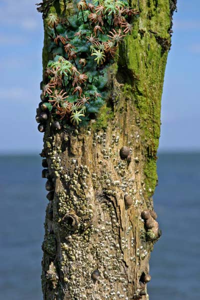  Tree trunk