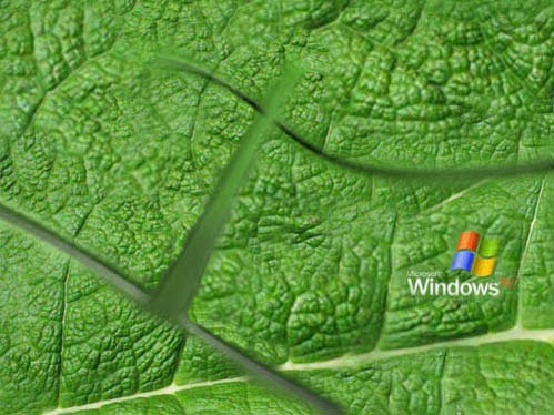 XP Leafwallpaper