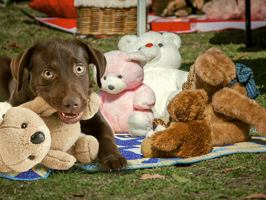 My New Chew Toys, Right?