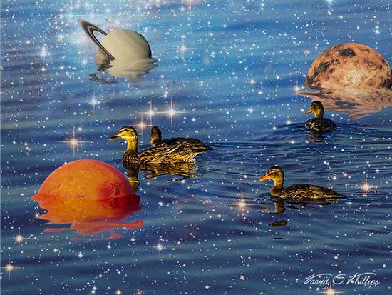 Ducks Liquid Space