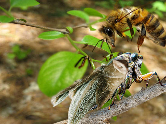 Cicada Killer