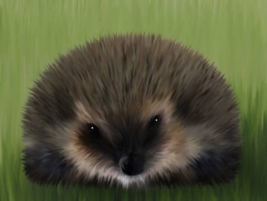 HEDGEHOG