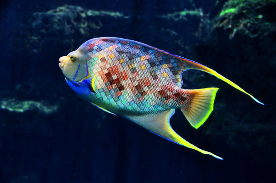 Exotic Tile Fish