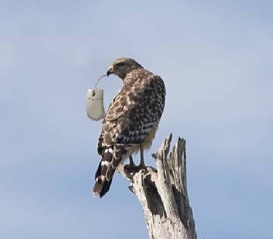 Erring Hawk