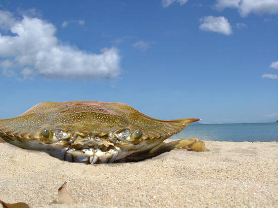 Beach Critter