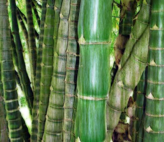 Bamboo Forest