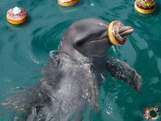 Flipper Fetch Donuts