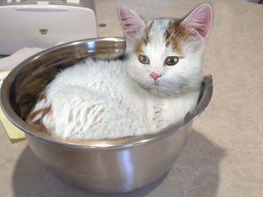 Kitty Bowl