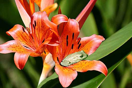 Frog In Bloom