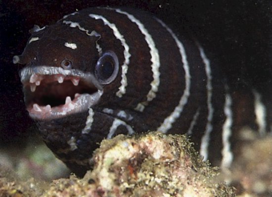 Eel who owns the teeth