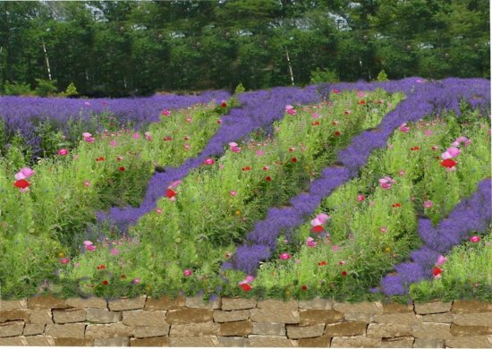 Lavendar Fields