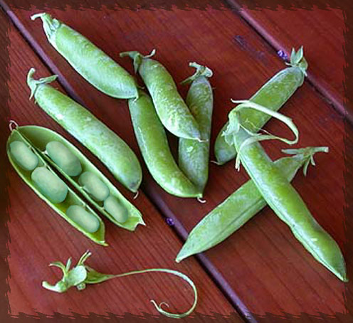 Fresh Picked Foam Peas