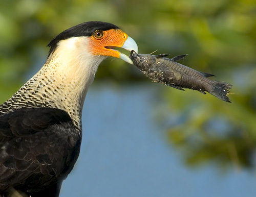 Crested Caracara