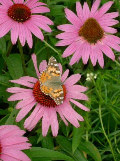 Down In The Garden