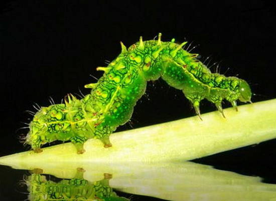 Caterpillar