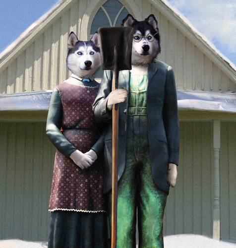 American Huskies