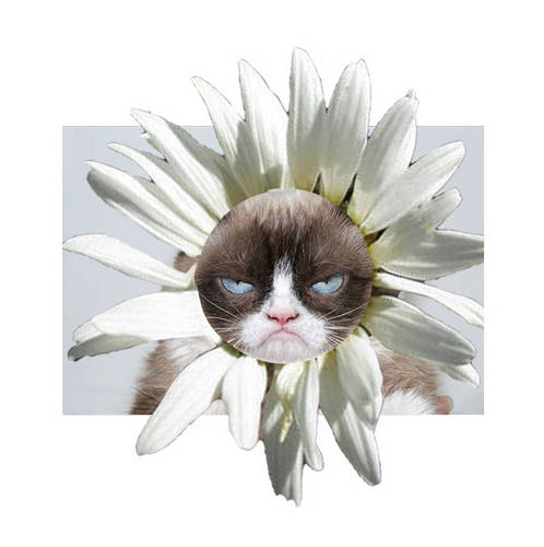 Grumpy daisy