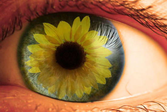 Sunflower eye