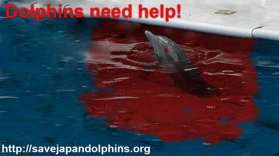 save dolphins