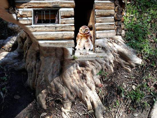 Cabin trunk