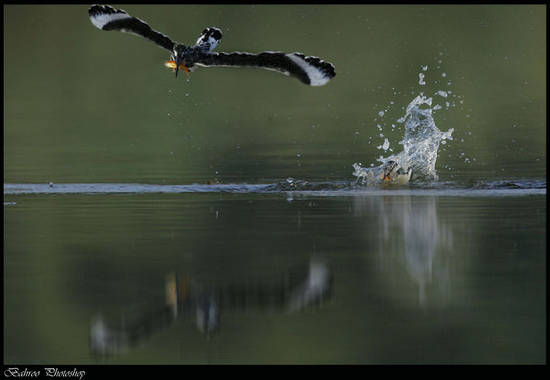 Bird Wing