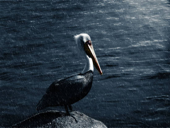 Lonely Pelican