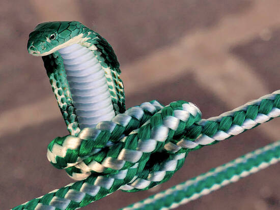 Rope Snake