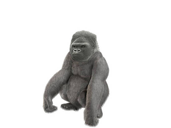 Gorilla