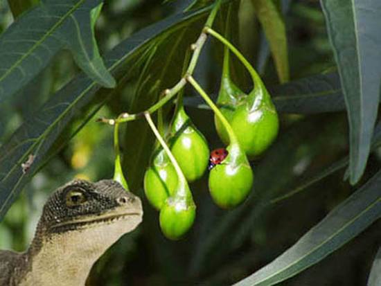 Lizard and the Ladybug