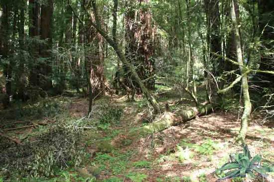 fern in the forrest