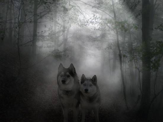 Wolves in the Forest