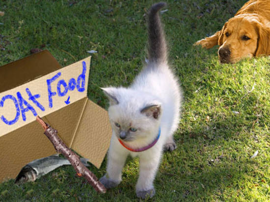 Free Cat Food