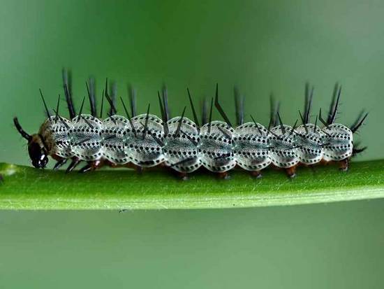 Caterpillar 